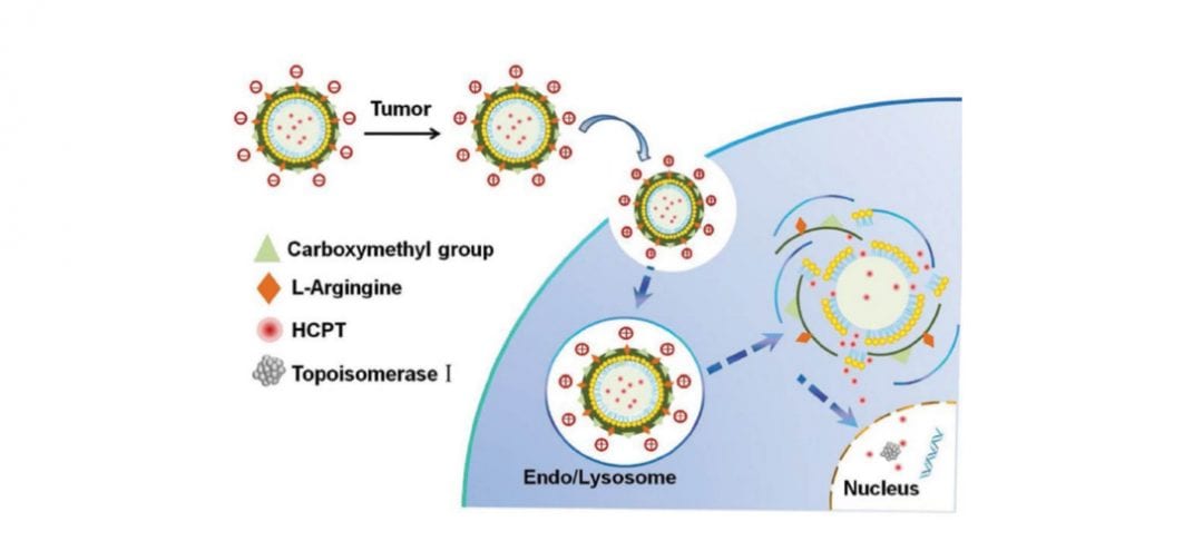 Breaching the Tumor Barrier – A Novel pH-sensitive Drug Delivery System