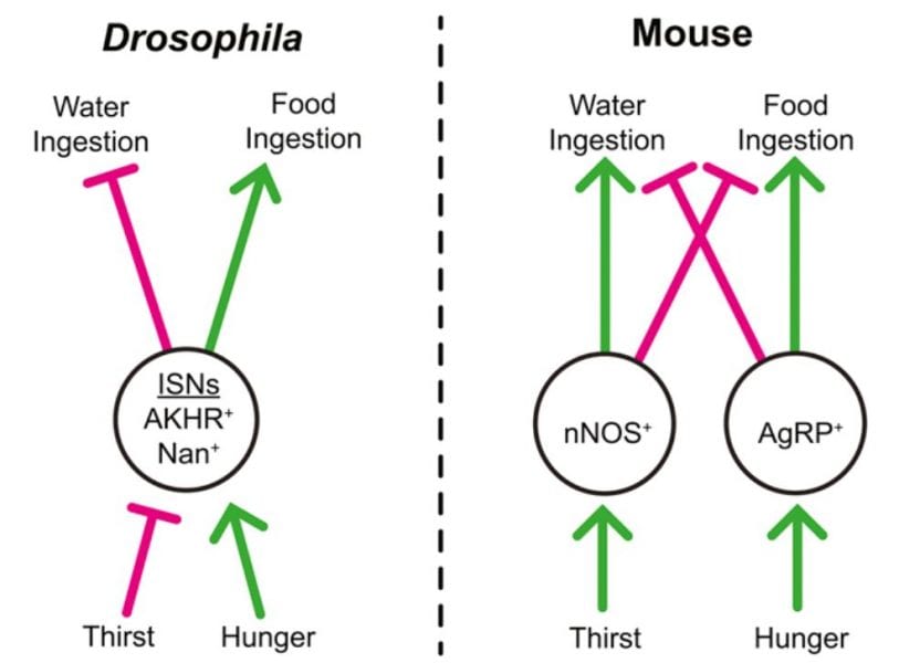 neurons balancing hunger and thirst