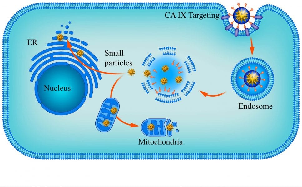 Prickly Nanoparticles against Cancer