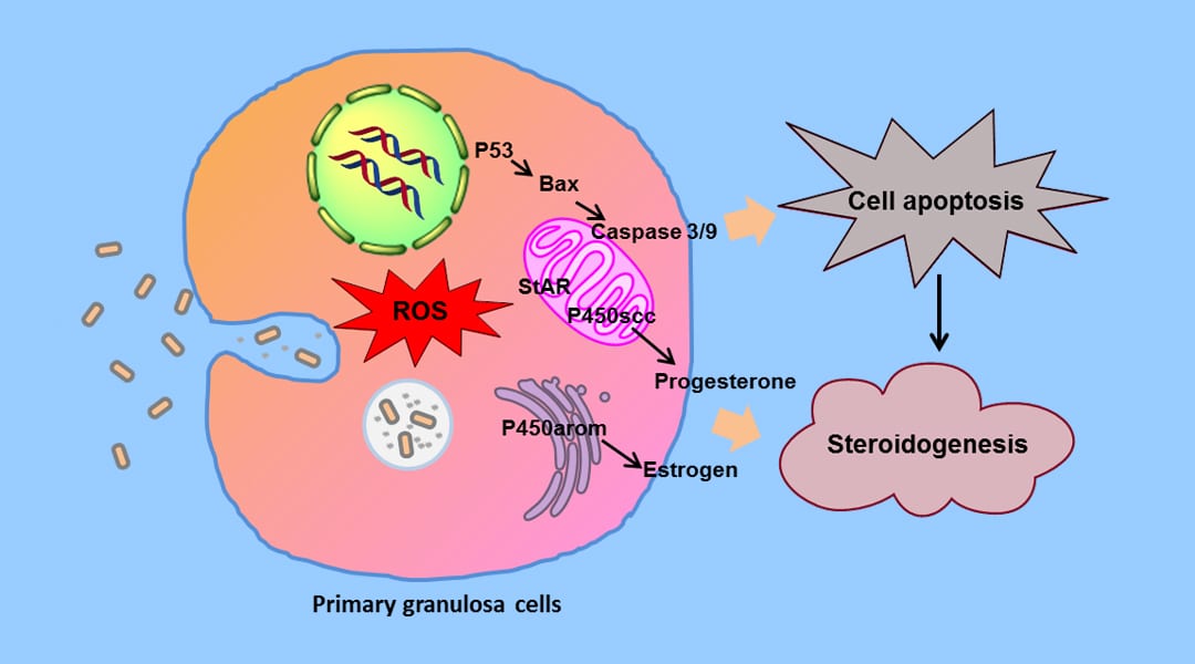 Potential Toxicity of Silver Nanomaterials on the Reproductive System