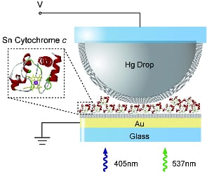 Photoswitchable Sn-cytochrome c Solid-State Devices