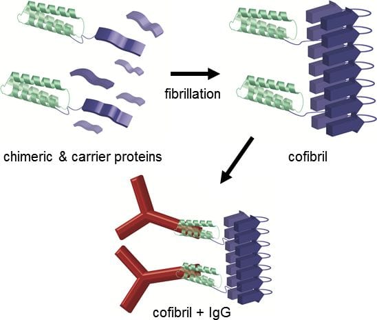 Catching Antibodies with Protein Nanofibrils