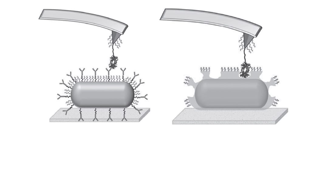 Natural Trumps Artificial in Antibody–Antigen Interactions