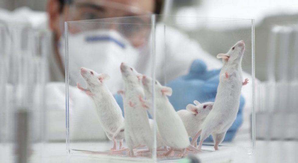 Behavioral Tests for Autism Spectrum Disorders using a Mouse Model