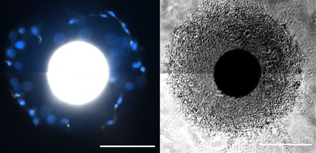 Stem Cell Manufacturing