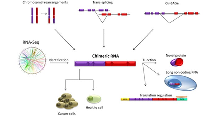 Chimeric RNAs in Cancer and Normal Physiology