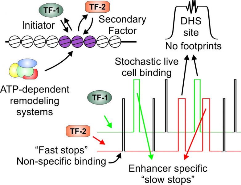 Dynamic Enhancer Function in the Chromatin Context