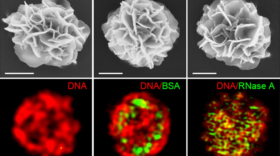 Using “DNA Flowers” as Carriers for Protein Delivery