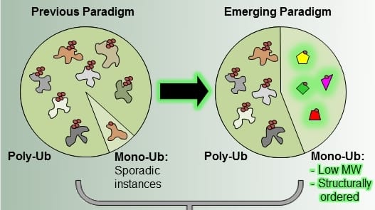 Monoubiquitination: A New Signal for Proteasomal Degradation