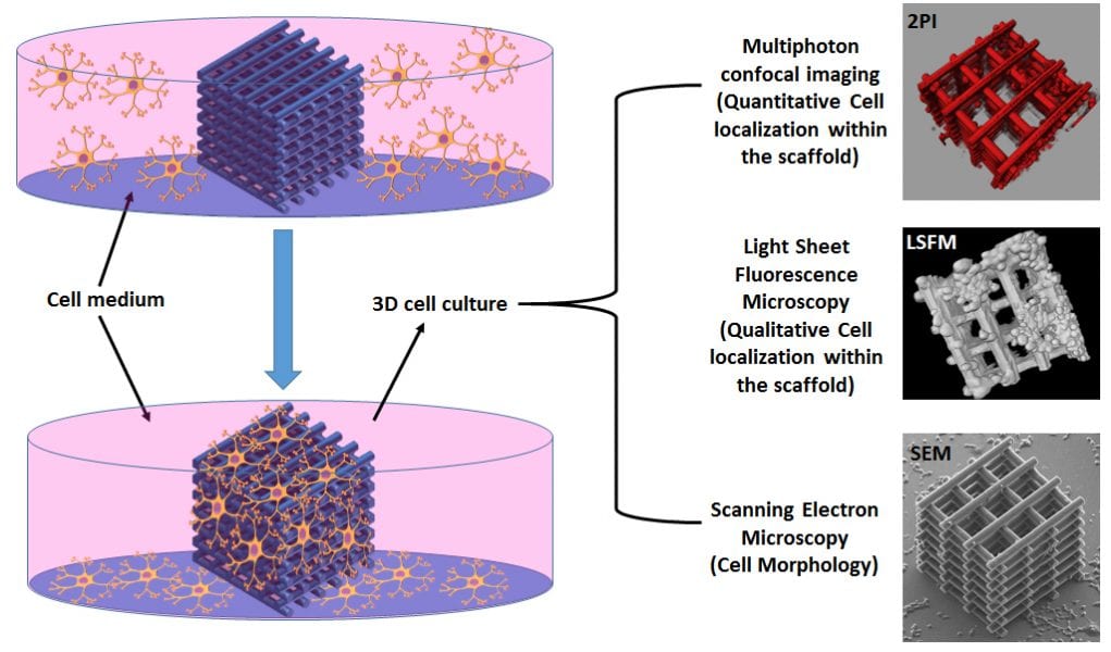 3D Cell Culture for Biological-Relevant, Neuroscientific, In Vitro Environments