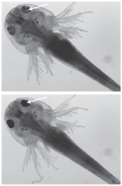 Images of 17-d-old axolotl embryos after injection with Cas9-GFP or Cas9-TagRFP RNP targeting the Tyr gene, respectively (top and middle panels), or non-injected embryos (control). Disruption of theTyr gene leads to loss of pigmentation and can be best observed in the eye pigmentation of the embryo (indicated by white arrows). 