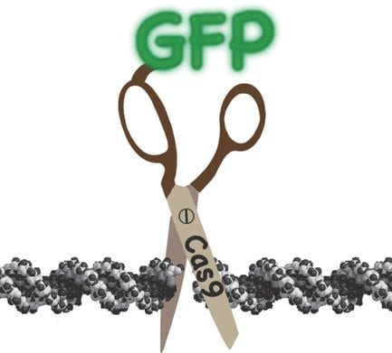 Shiny New Scissors in the CRISPR/Cas9 Toolbox for Advanced Genome Editing