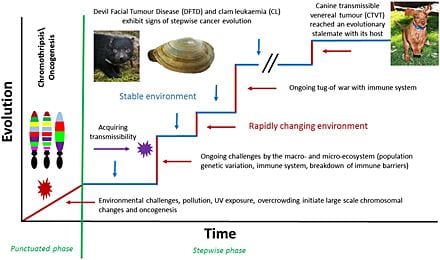 transmissible cancer evolution