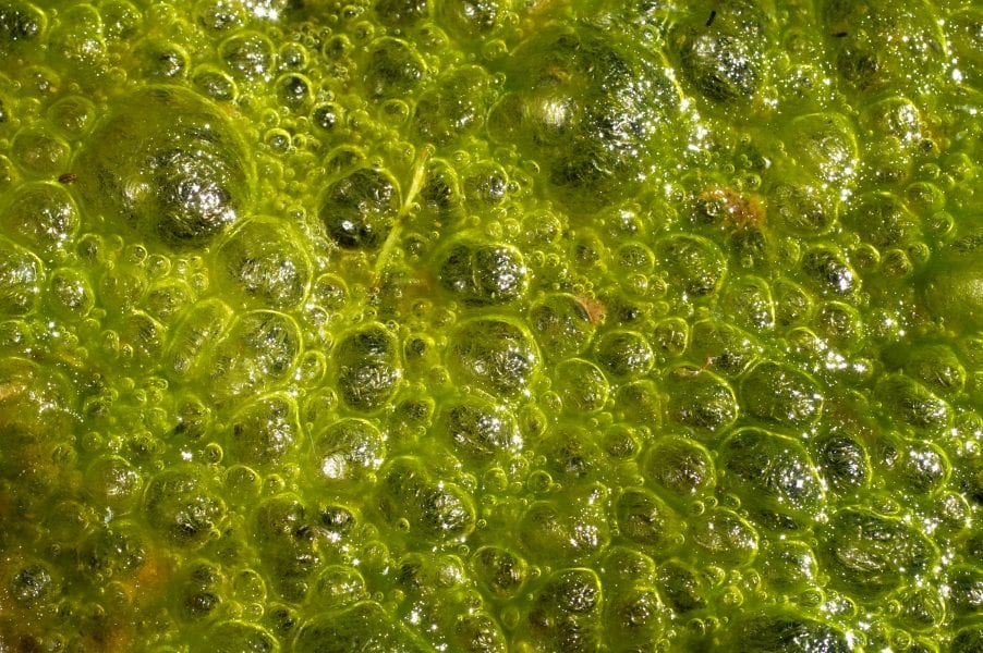 Algae as a Sustainable Raw Material for Biodiesel Production