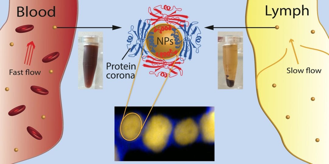 Steps to Remedy In Vitro–In Vivo Discrepancies: Nanoparticle Interactions with Blood and Lymph