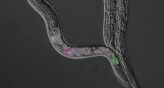 Caenorhabditis elegans: An Emerging Model Organism
