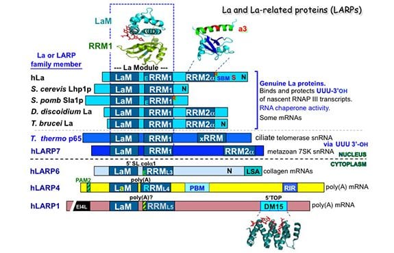 The LARPs, La and related RNA-binding Proteins: Structures, Functions, and Evolving Perspectives