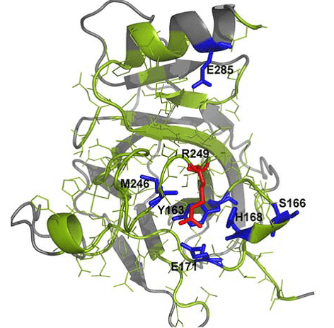 Mutantelec: A Simulation Platform for Profiling of Proteins