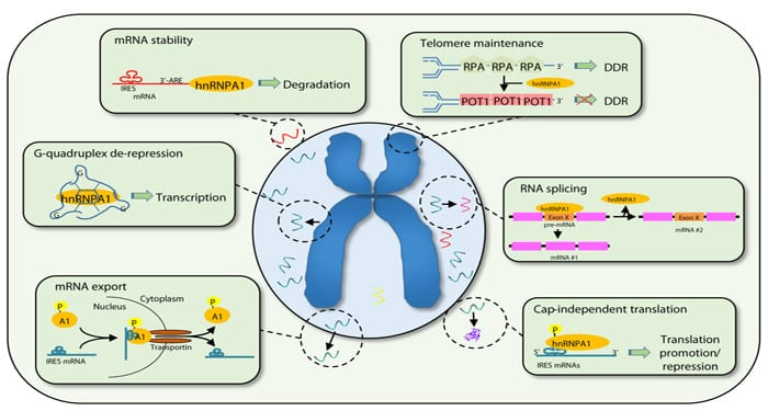 Emerging Roles of hnRNPA1 in Modulating Malignant Transformation