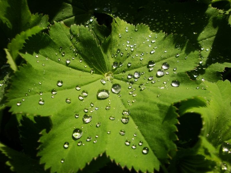 An Artificial Leaf for Solar Water-Splitting