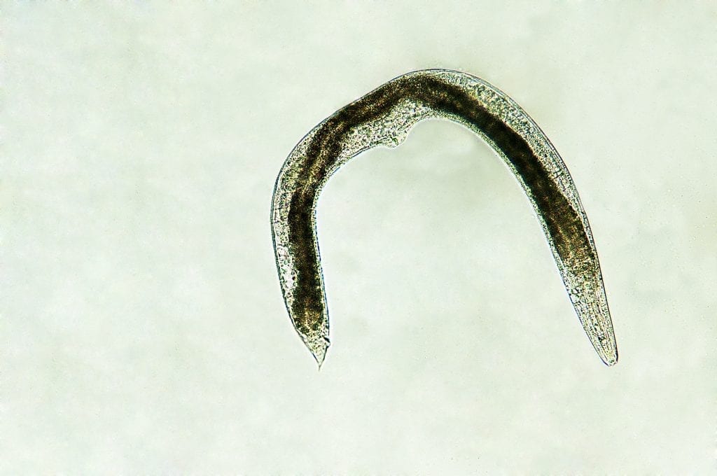 Phenotypic Plasticity In C Elegans In U0026quot Dauer U0026quot Need Of Stress Relief