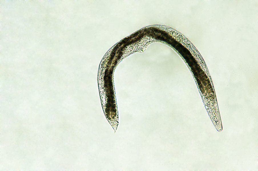 Phenotypic Plasticity in C. elegans: In “Dauer” Need of Stress Relief