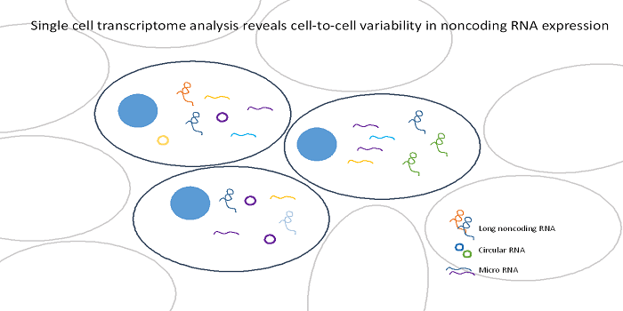 Single Cell Transcriptomics of Non-Coding RNAs and their Cell-Specificity