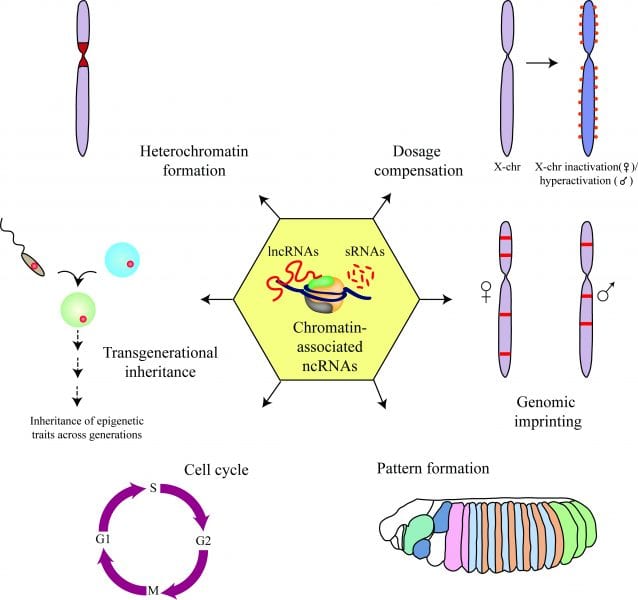 Chromatin-associated non-coding RNAs in development and inheritance