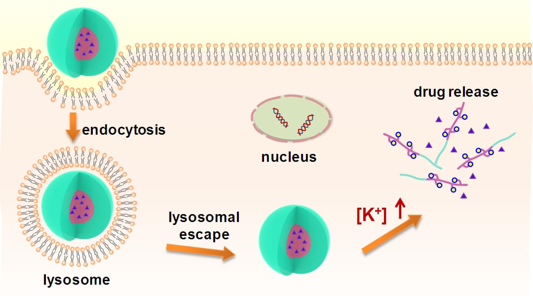 Drug-Loaded Micelles Responding to K+