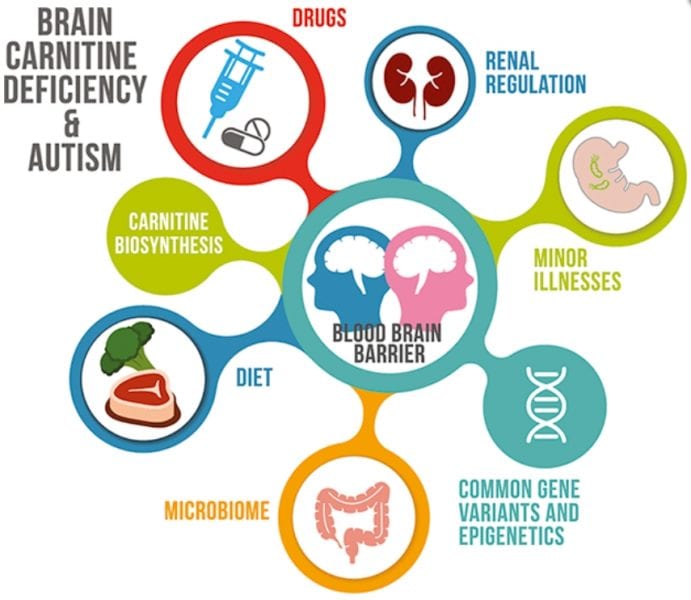 Could Some Cases of Autism be Prevented by Nutritional Intervention?