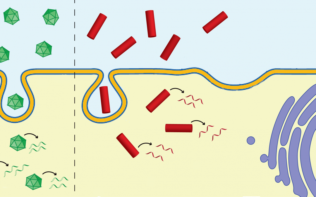 Plant Viral and Bacteriophage Delivery of Nucleic Acid Therapeutics