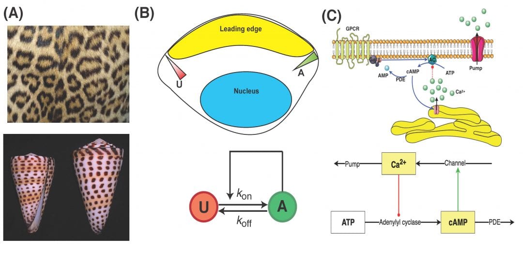 Stability Analysis in Spatial Models of Signaling