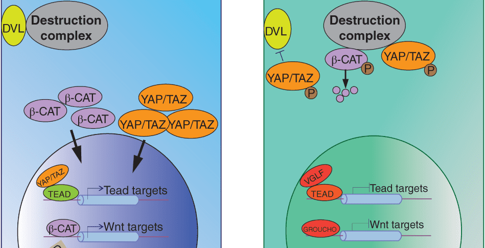 Signaling and Epigenetic Mechanisms of Intestinal Stem Cells and Progenitors