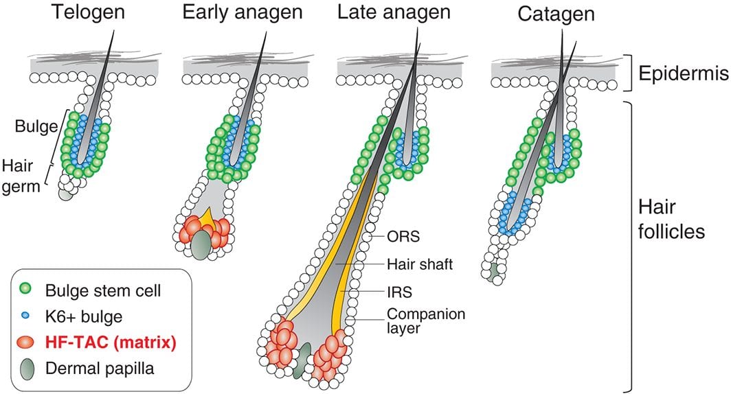 Emerging Roles of Transit-Amplifying Cells in Tissue Regeneration and Cancer