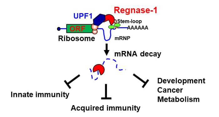 Roles of the Endonuclease Regnase-1/MCPIP1 in Controlling Immune Responses and Beyond