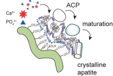 Biomimetic Apatite Formation