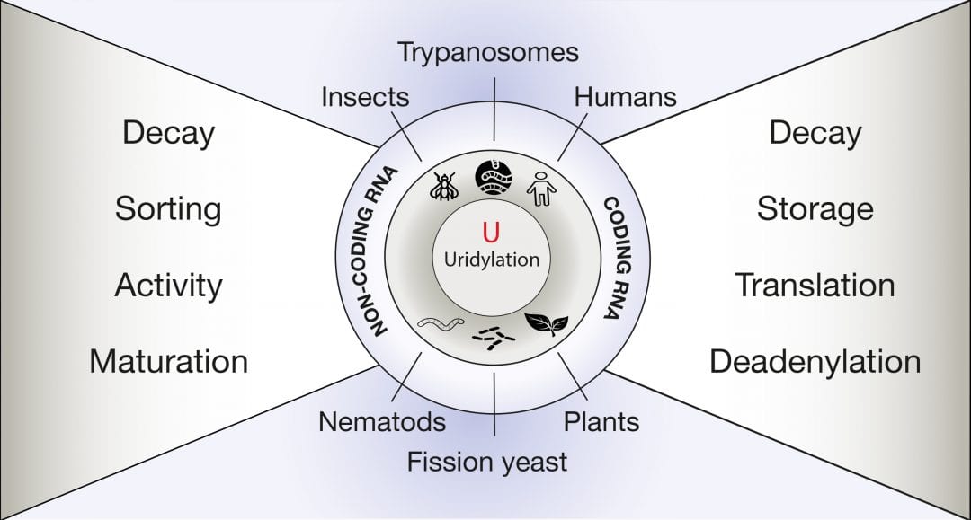 RNA Uridylation: A Key Post-Transcriptional Modification Shaping the Coding and Non-Coding Transcriptome