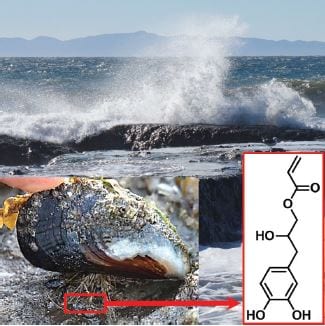 Performance Enhancement of Polymer Resins by Bioinspired Dynamic Bonding