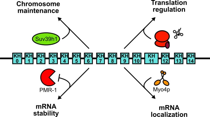Vigilin: the RNA-Binding Protein that Could…