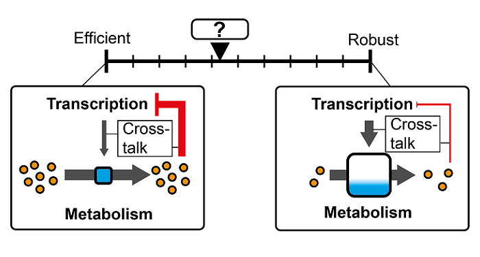 Crosstalk Between Transcription and Metabolism: How Much Enzyme is Enough for a Cell?