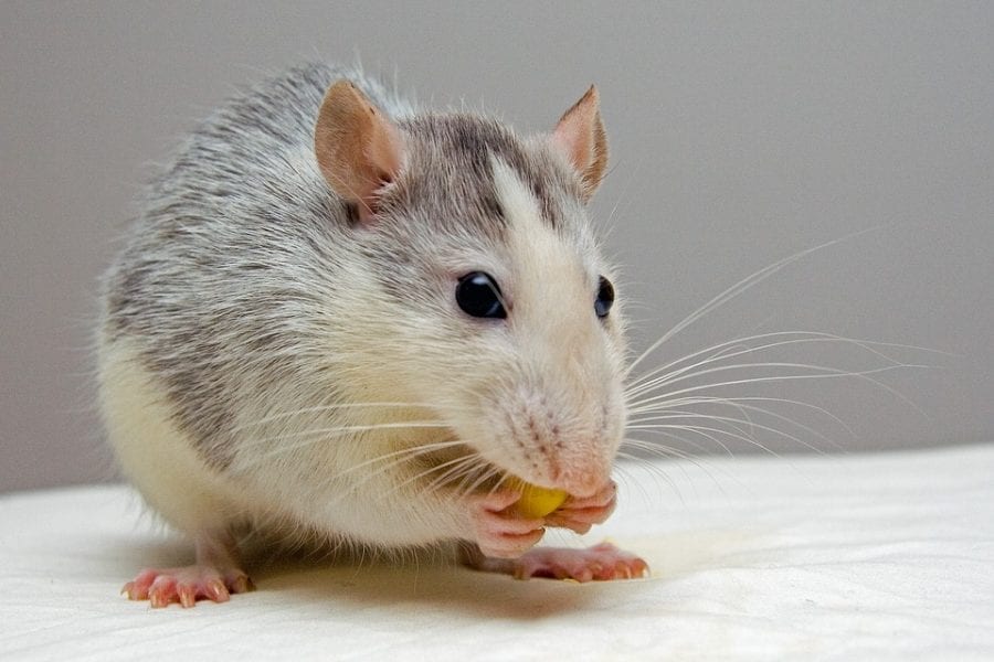 Non-Toxic Targeted Gene Therapy in Obese Rats