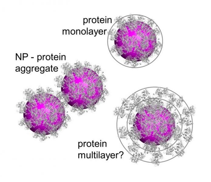 The Protein Corona on Nanoparticles as viewed from a Nanoparticle Sizing Perspective
