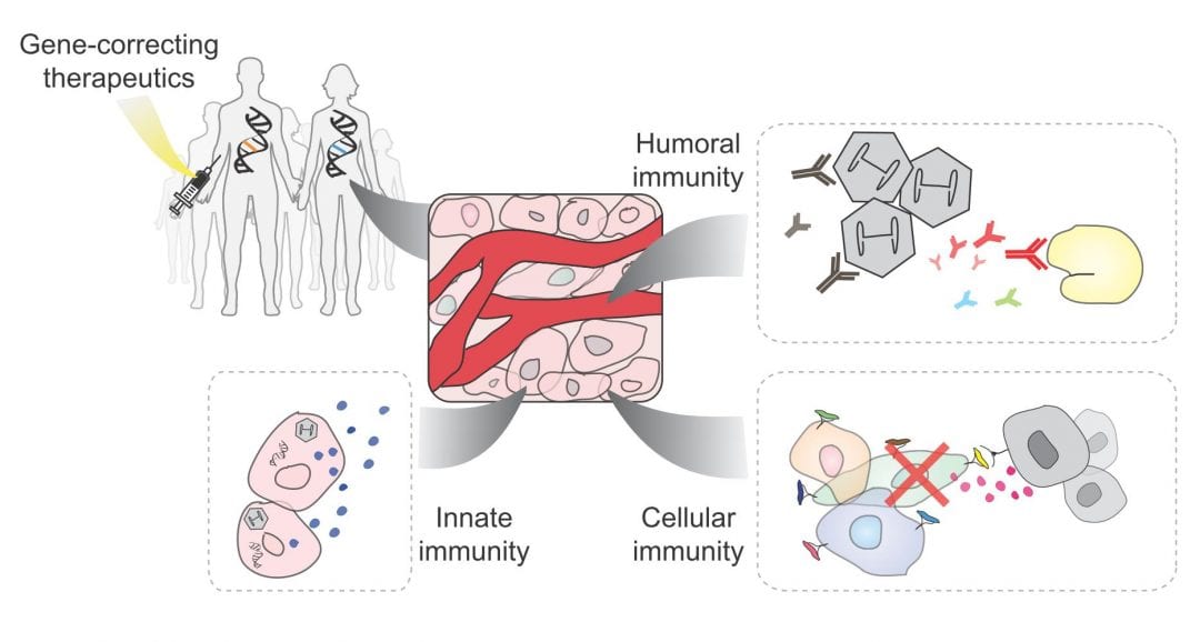 Immunity to CRISPR Cas9 and Cas12a Therapeutics