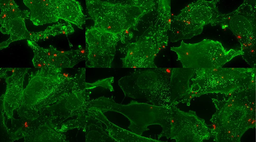 Particle Targeting in Complex Biological Media