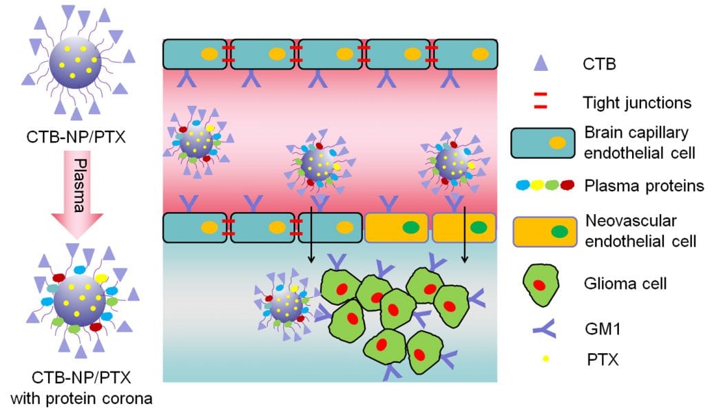 Cholera Toxin Converted to Potential Anti-Glioma Agent