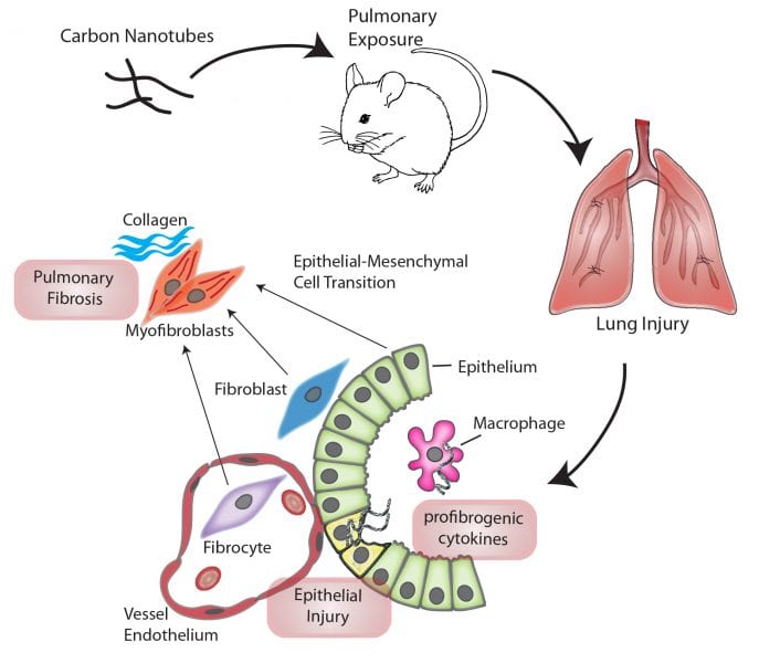 Mechanisms of Carbon Nanotube-Induced Pulmonary Fibrosis: A Physicochemical Characteristic Perspective