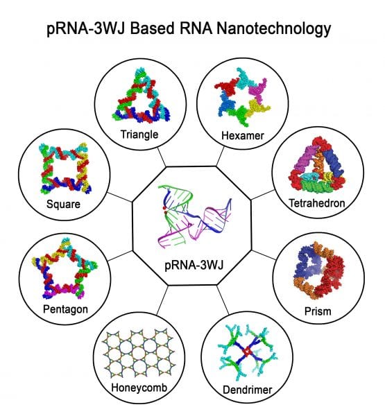 RNA Nanotechnology and Biomedical Applications: RNA Versatility, Flexibility and Thermostability