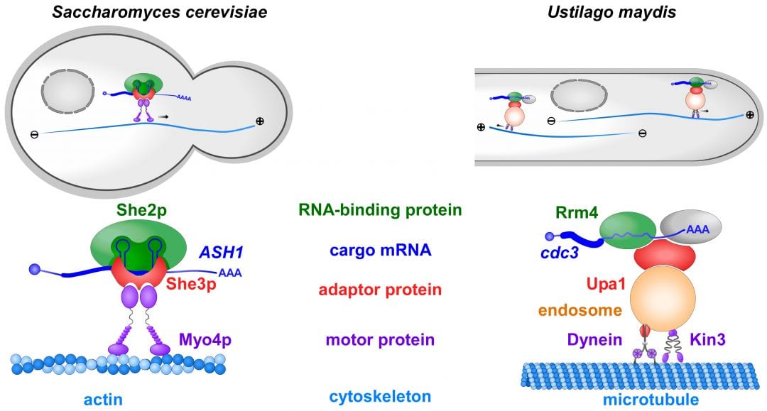 mRNA Transport in Fungal Top Models