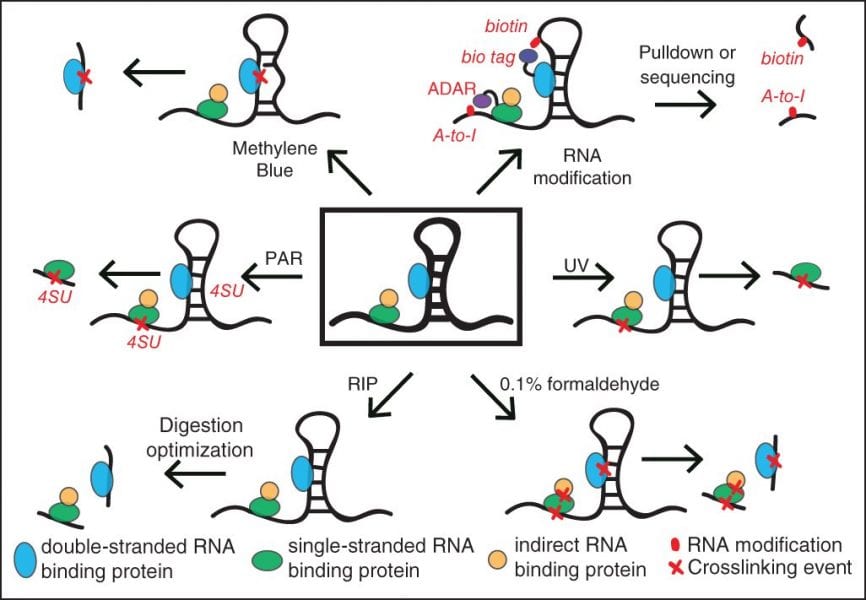 Measuring Protein-RNA Interactions Inside Living Cells