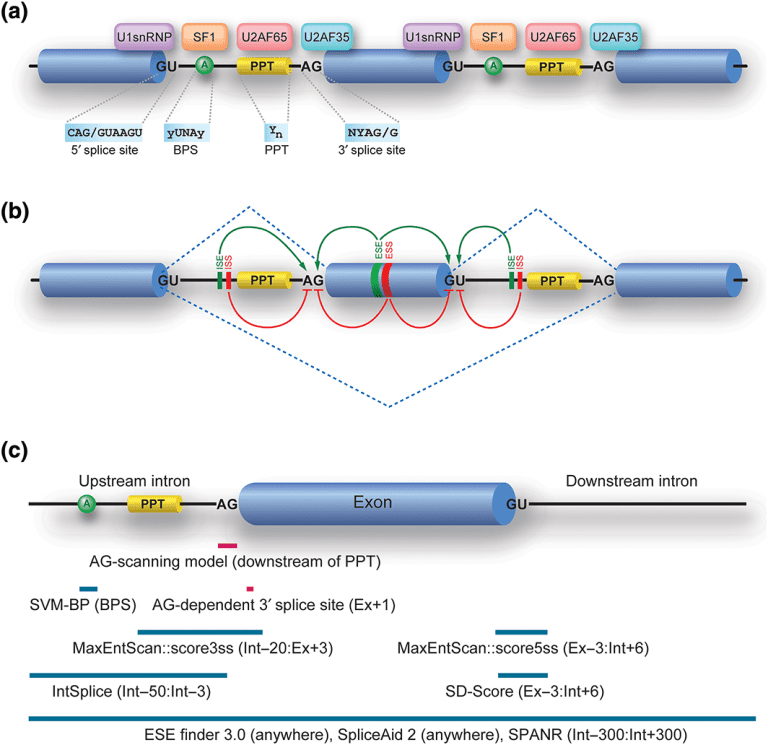 Challenges of Predicting Effects of RNA Splicing Advanced Science News